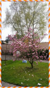 rozkvetla-magnolie.jpg